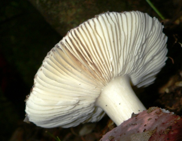 Russula tyrrhenica?????